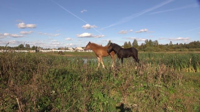 Не все жеребята хотят оповоживаться. Как мы оповоживали Малинку. смотреть онлайн