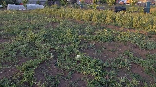 Первый арбуз с нашего огорода смотреть онлайн