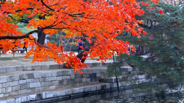 Relaxation Music - Red Maple смотреть онлайн