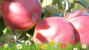 Яблоня обыкновенная Антей ? Обзор: посадка и уход. крупномеры яблони Антей: описание и особенности