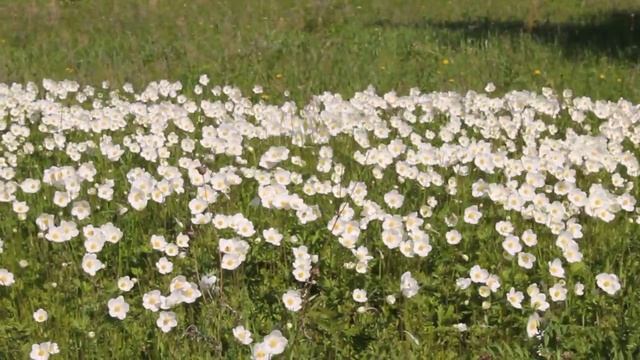Цветочная полянка (ветреница лесная [Anemone sylvestris]) смотреть онлайн
