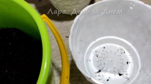 ГОРТЕНЗИИ ИЗ СВЕТОФОРА.КАК СОХРАНЯЮ ДО ВЫСАДКИ В ГРУНТ