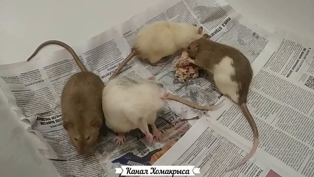 Домашние крысы умеют подмигивать)) Видео про крыс Домашние декоративные крысы смотреть онлайн