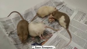 Домашние крысы умеют подмигивать))   Видео про крыс   Домашние декоративные крысы