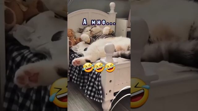 Славянск обзор переселенцев . Смешные животные смотреть онлайн