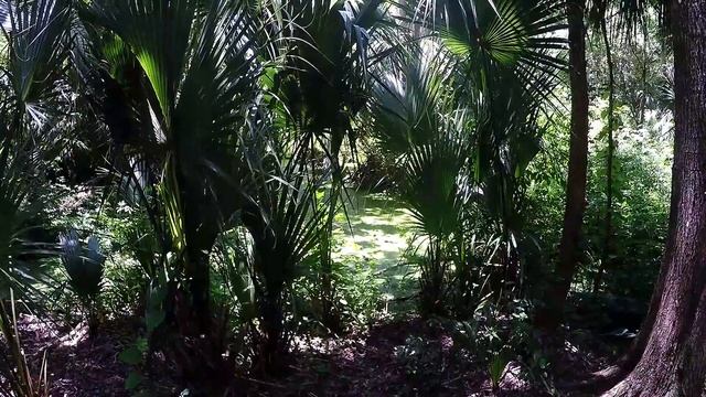 Florida ZOO Зоопарк. Носороги. Кормлю жирафа! смотреть онлайн