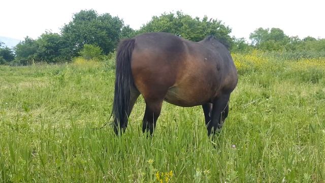 Мулы Тяжеловозы смотреть онлайн