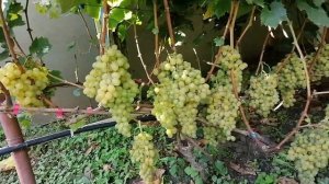 Кишмиш Рататуй 2021 год.