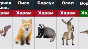 Халял и харом мясо животных в Исламе #islam #halal