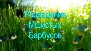 Разведение Мшистых Барбусов