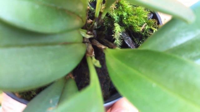 Орхидеи миниатюры.  Masdevallia Asterotricha. Уход.