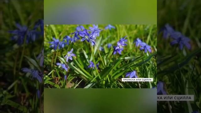 Лучшие цветы для газона: просто и красиво ? смотреть онлайн