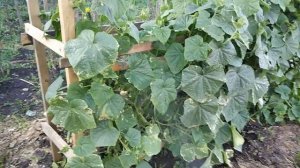 Обработка растений сывороткой