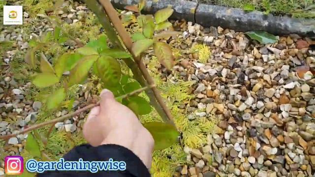 Backyard, Front Yard And Garden Room Tour | How The Garden Is Doing In August | Gardening Wise