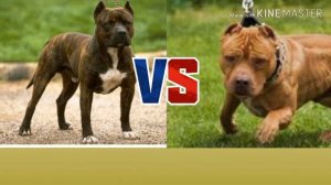 Американский стафордширский терьер против Питбуля. Animals Battle.