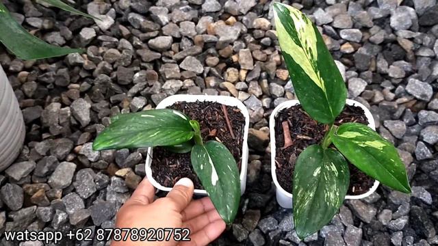 monstera standleyana variegated yellow and white || petani 59 смотреть онлайн