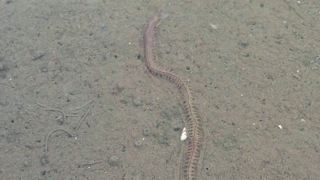 Schillernder Seeringelwurm смотреть онлайн