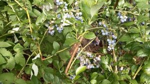 Голубика Нельсон. Описание, мои характеристики