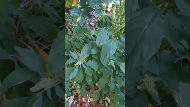 Зелёный Амарант. смотреть онлайн