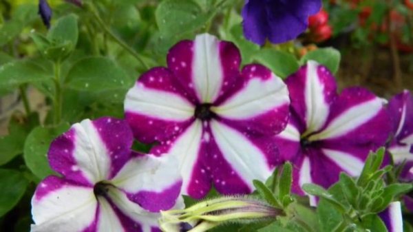 Красавица петуния