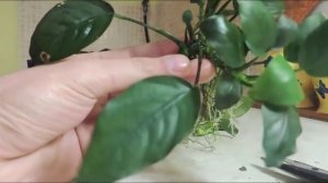 Аквариумные растения. Выпуск 1: Анубиас Нана.