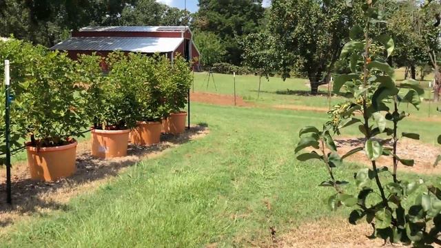 GROW A PEAR! смотреть онлайн