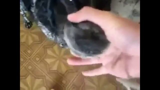 ГОВОРЯЩИЕ СОБАКИ-ТОП ГОВОРЯЩИХ СОБАК смотреть онлайн