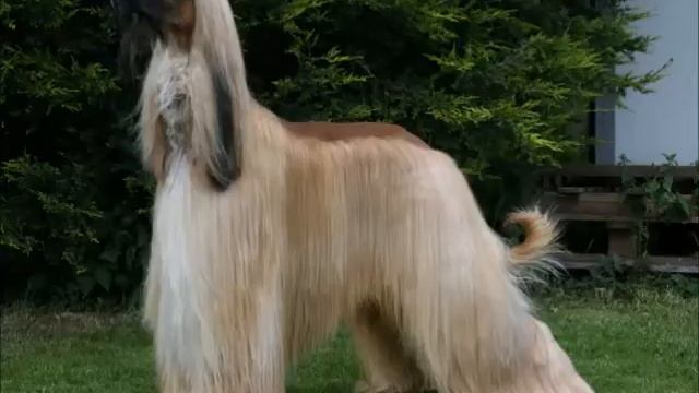 Афганская борзая - королева среди собак смотреть онлайн