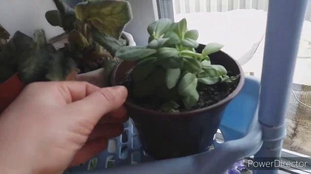 ДОЖДАЛАСЬ! ? ЭУСТОМА ЗАЦВЕЛА! ???☆ЛЕРИН САД ??? смотреть онлайн
