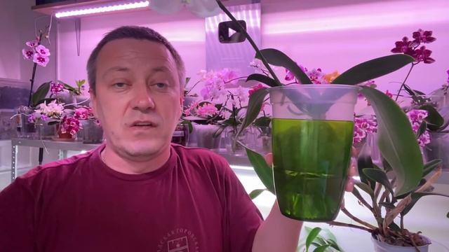 главный ВРАГ ОРХИДЕЙ в Ютубе - Георгий Горячевский или как угробить свои орхидеи! смотреть онлайн