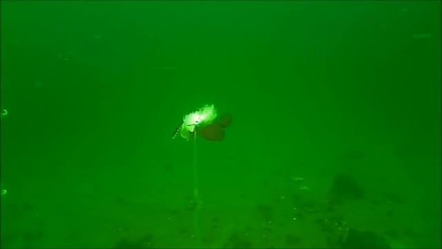 Incredible Underwater Flounder/Fluke Fishing Behavior!