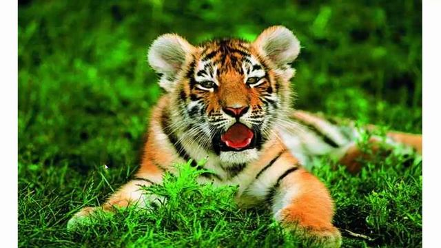 Сказка. Храбрый тигрёнок