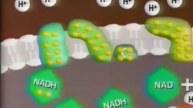 энергетический обмен ч-6 смотреть онлайн
