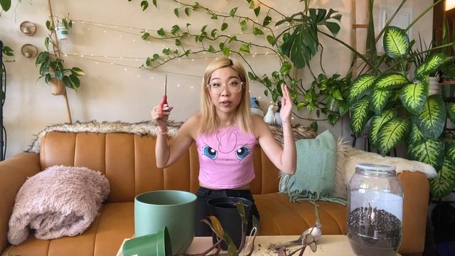 Repotting my PINK PRINCESS PHILODEDNRON and adding a wood stake for this new half moon leaf! смотреть онлайн