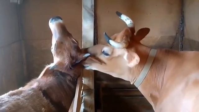 Телячьи нежности по настоящему! смотреть онлайн