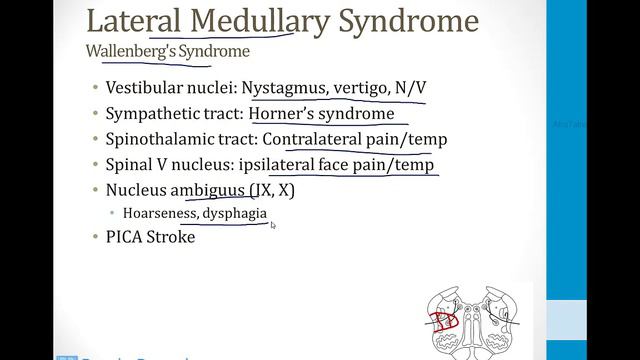 Neurology - 2. Nervous System Structures - 4.Brainstem atf смотреть онлайн
