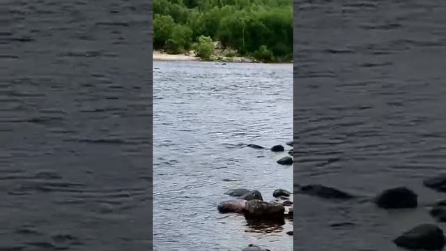 Рыбалка на Кольском 26.07.2021г река Кола. смотреть онлайн