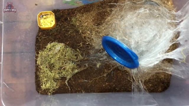 New Tarantula Unboxing | Poecilotheria Metallica Matured Female смотреть онлайн