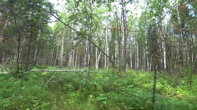 229.Озеро Линёво. Речка Нижняя Тунгуска. Западная Сибирь во всей красе! База Серебряный берег. смотреть онлайн