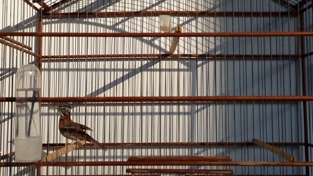 Tico tico Chamando com cacarejo de fêmea para esquentar seu casal !!!!! смотреть онлайн