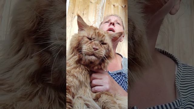 Мейн кун. Кот Джокер. Когда душа поет! Песня про зайцев. смотреть онлайн