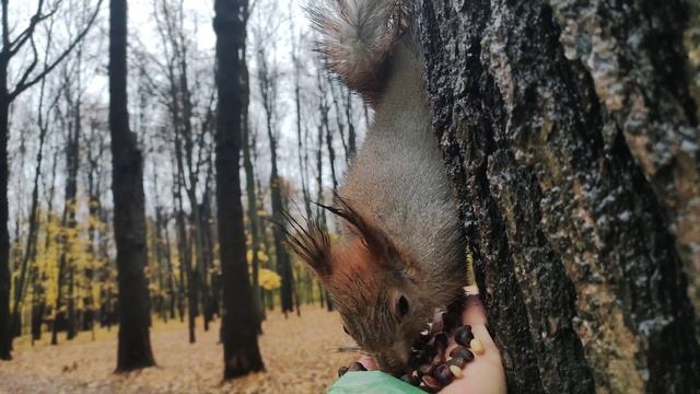 Голодный бельчонок #squirrel смотреть онлайн