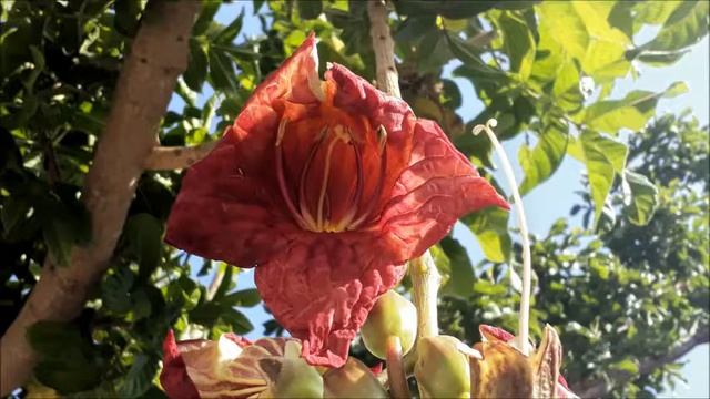 #Ашдод.#Израиль.#Сейба замечательная.#Сейба великолепная.#Israel. смотреть онлайн