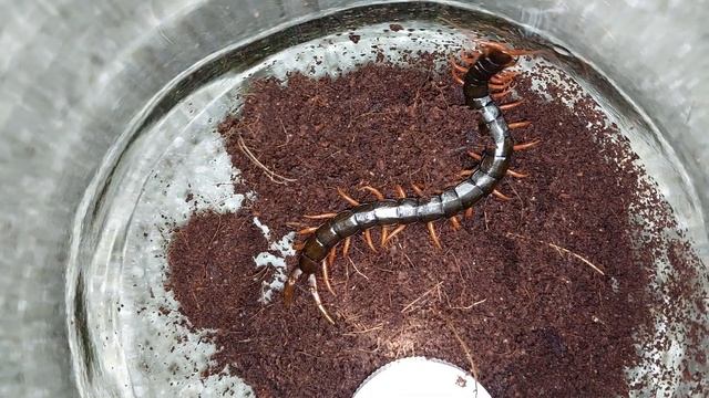 Сколопендра жадно пьёт водичку! Крымская кольчатая сколопендра - домашний питомец! смотреть онлайн