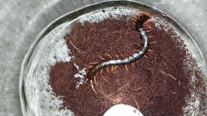 Сколопендра жадно пьёт водичку! Крымская кольчатая сколопендра - домашний питомец!