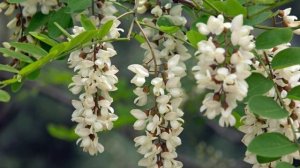 Медонос белая акация. Описание. Медопродуктивность.