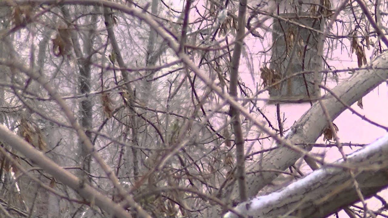 опять зима?