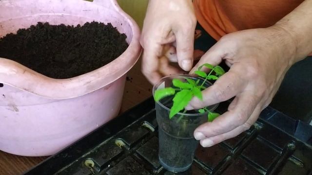 Рассада томатов гибнет. Что делать Как реанимировать рассаду?