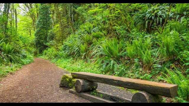 Поющие птицы в лесу - Расслабляющее щебетание птиц смотреть онлайн