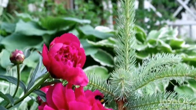 цветение пиона Bunker Hill смотреть онлайн